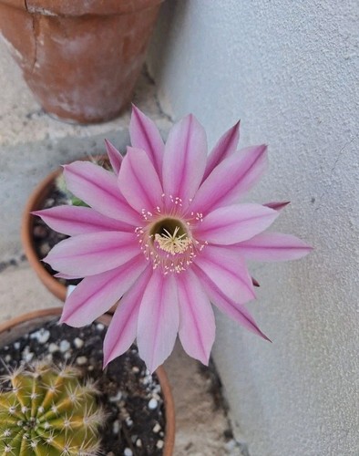 Echinopsis hybrid rara vaso - hybrid,