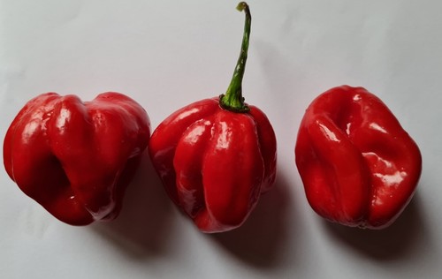 Semi peperoncino - 20, di