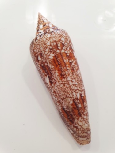 Conu bengalensis rare - ,