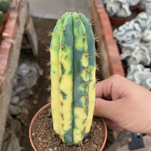 Pianta cactus succulenta - di,