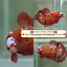 Pesce Betta vivo (Thailandia)