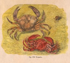 Stampa GRANCHIO CROSTACEI