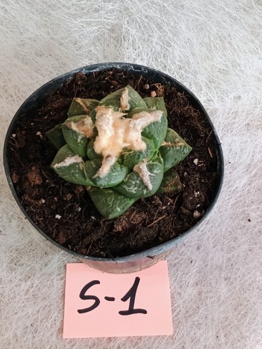 Ariocarpus var lloy - ariocarpus, vaso
