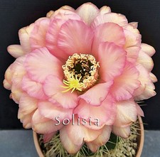 Trico---eus hybrid "Sol Kalene" cactus, Kakteen