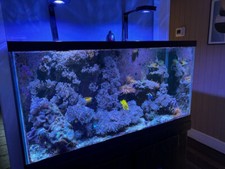 110 Gallon Reef Aquarium