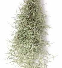 Tillandsia usneoides, pianta dell'aria.