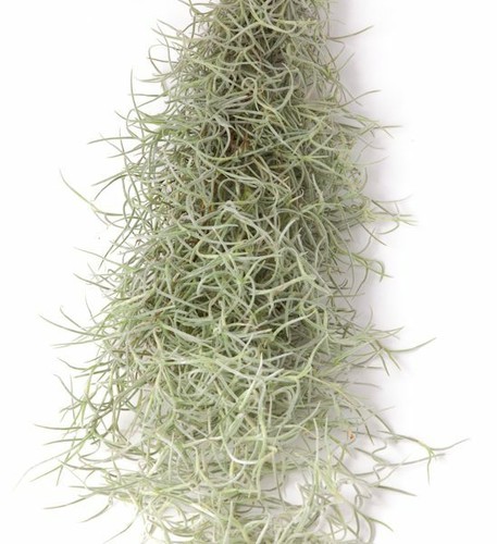 Tillandsia usneoides pianta - tillandsia, usneoides,