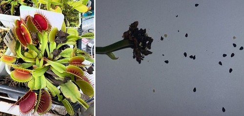 Semi dionaea muscipula - (10),