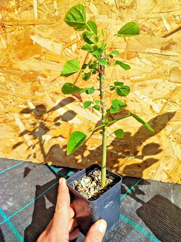 Erythrina caffra albero del