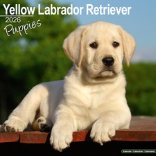 Giallo Labrador Retriever