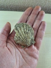 Fossile Di Conchiglia