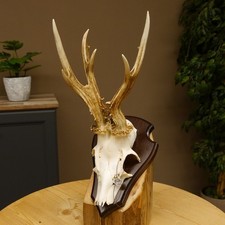 Corno Di Cervo Abnorme, Trofeo