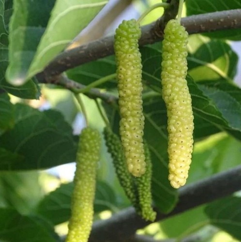 Innesto piantina murbei - innesto,