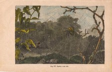 Stampa INSETTI RAGNO CROCIATO