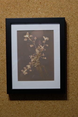 Luminotipia lumen print - print,