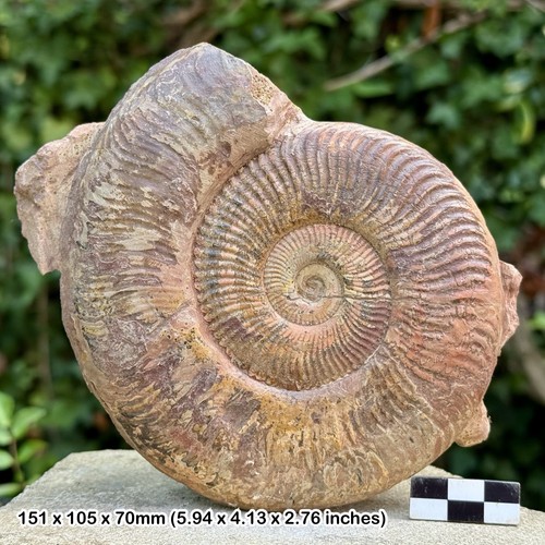 Rare podagrossites - 5",