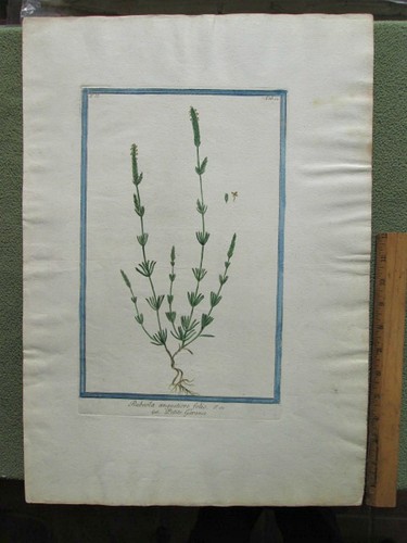 Stampa epoca botanica - stampa,