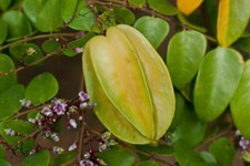 10 semi AVERRHOA CARAMBOLA + OMAGGIO