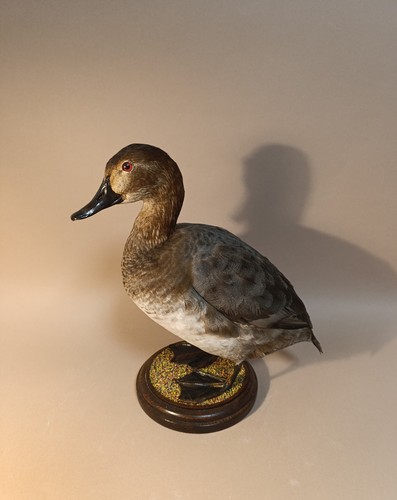 Taxidermy cabinet de - taxidermy,,