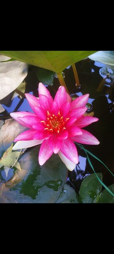 Nymphaea odorata