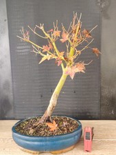 bonsai di acero palmato verde