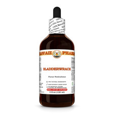 Bladderwrack fucus - bladderwrack, (fucus