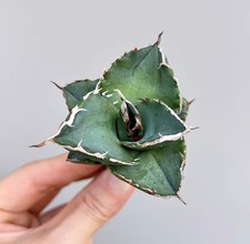 4~5 cm Agave ttanota 'Fiamma