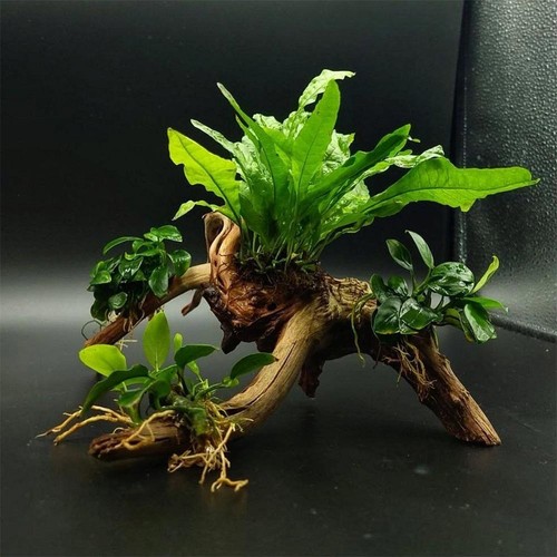 Tronco composizione anubias - tronco,
