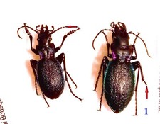Carabidae, CARABINAE, Carabus