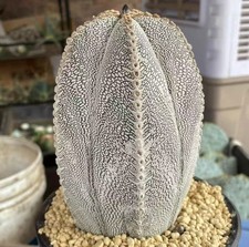 Alto 15 cm Dia 9,3 cm