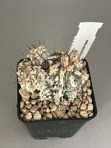 Astrophytum fukuryu - fukuryu, cv
