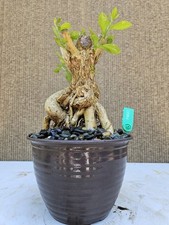 Old Duranta Bonsai Tree