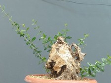 Bonsai Olivastro 30x22cm In