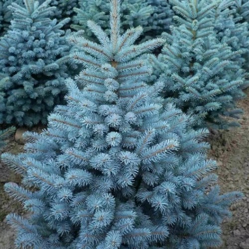 Abete blu rosso - abete,