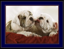 Quadro inglese stampa bulldog