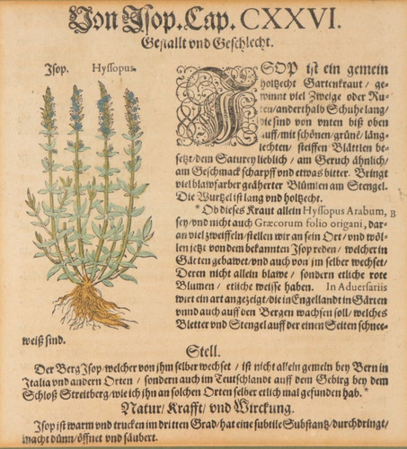 Xilografia botanica antica
