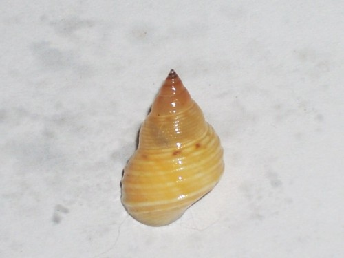 Littoraria pallescens special - littoraria,
