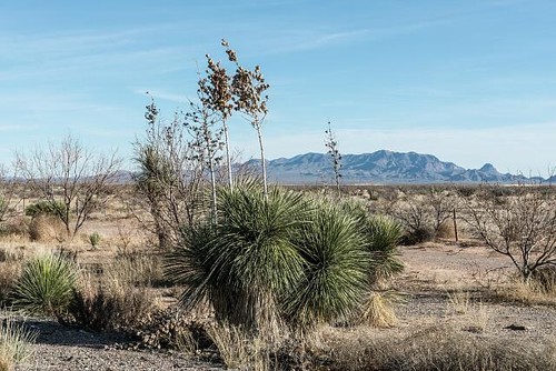 Foto piante del deserto - piante,