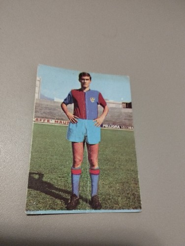 Rara tomasini - tomasini, (cagliari)