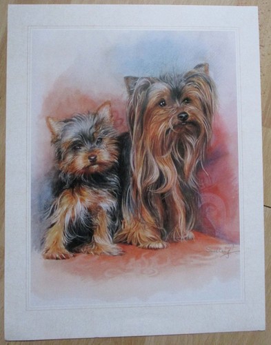 Mum puppie yorkshire - &,