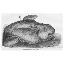 Pesce sole catturato dal porto