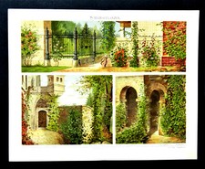 1897 OLD PRINT:PIANTE RAMPICANTI,ESEMPI ESTERNI-SCHLINGPFLANZEN.CROMOLITOGRAFIA.