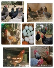 30 uova fertili galline razze leggere