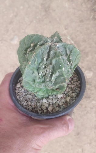 Astrophytum myriostigma - astrophytum,