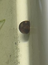 100+ Ramshorn Snails -