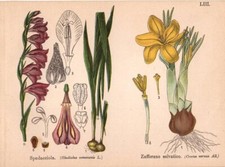 FIORI Spadacciola - Zafferano