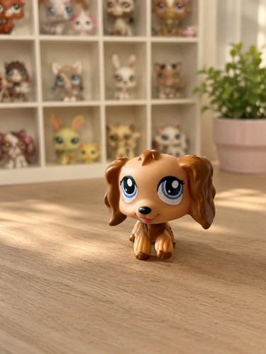 Pet shop chien - shop, dog