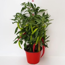 Peperoncino Capsicum Red Joker