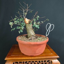 PRE BONSAI DI OLMO CAMPESTRE