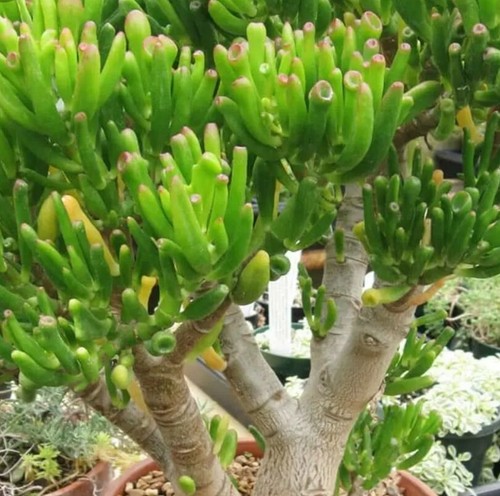 Hojas suculenta crassula - hojas,